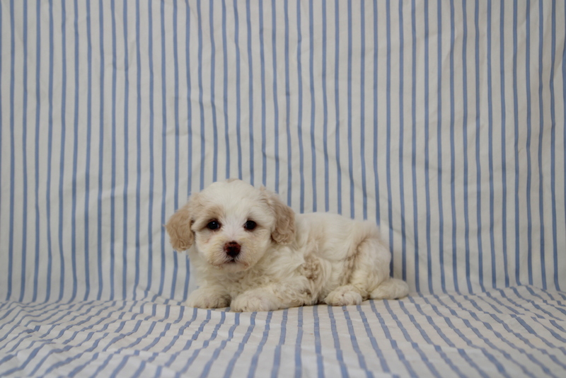 puppy, for, sale, Maltipoo, Matthew B. Stoltzfus, dog, breeder, Gap, PA, dog-breeder, puppy-for-sale, forsale, nearby, find, puppyfind, locator, puppylocator, aca